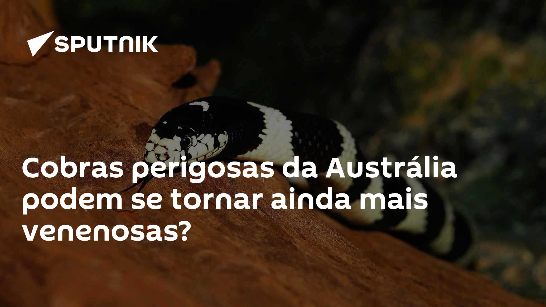 Cobras venenosas estão maiores, mais fortes e geram medo na Austrália