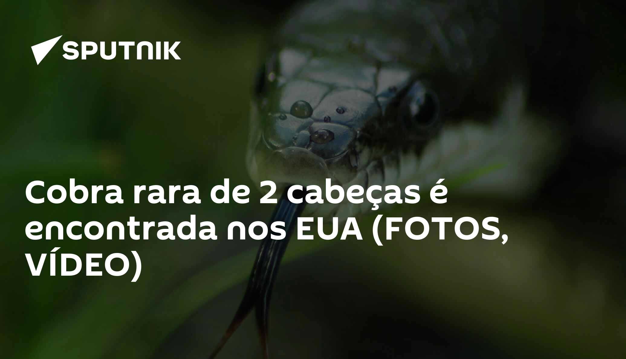 A cobra de duas cabeças encontrada no jardim de uma casa nos EUA