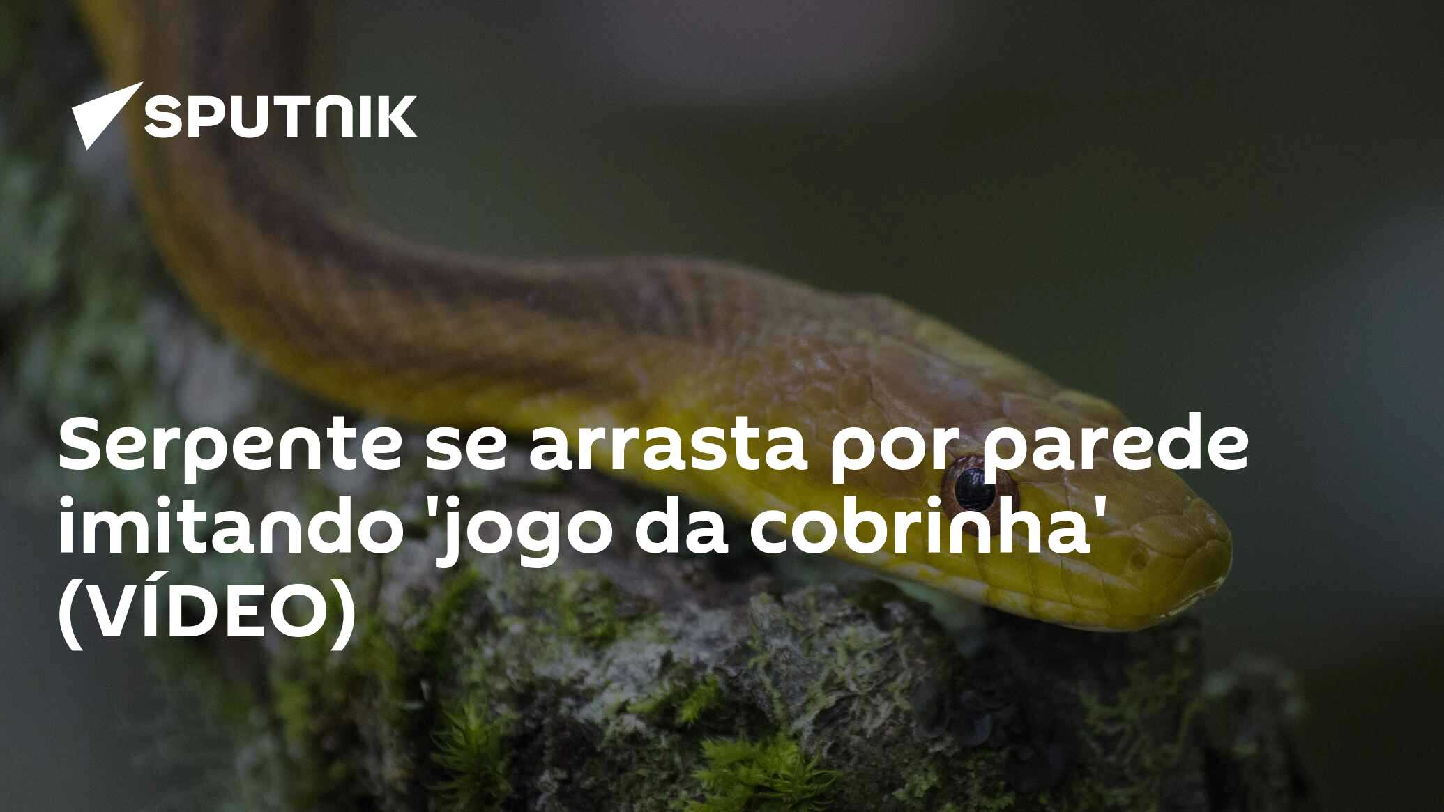 Serpente se arrasta por parede imitando 'jogo da cobrinha' (VÍDEO) -  29.06.2018, Sputnik Brasil
