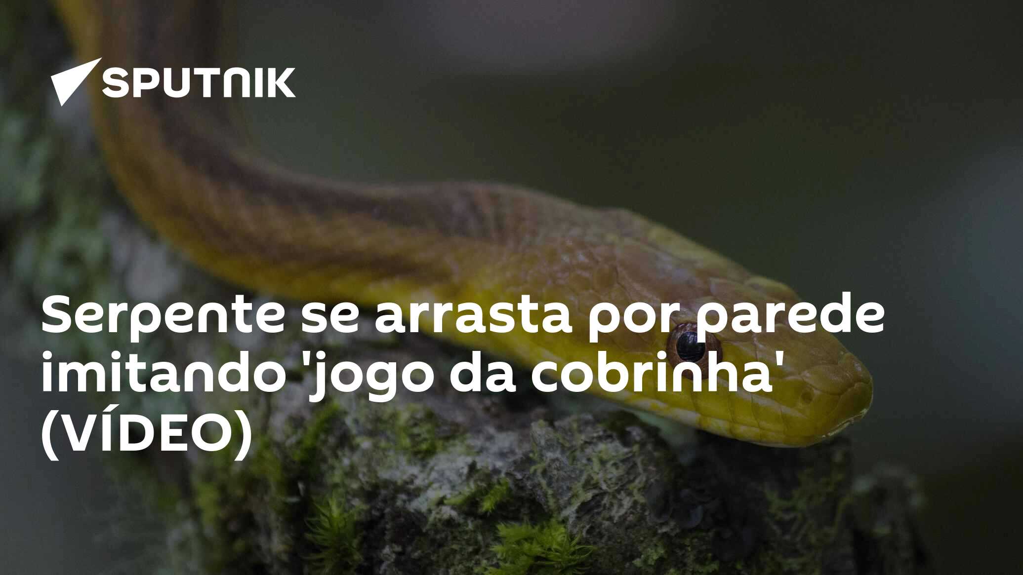 Serpente se arrasta por parede imitando 'jogo da cobrinha' (VÍDEO