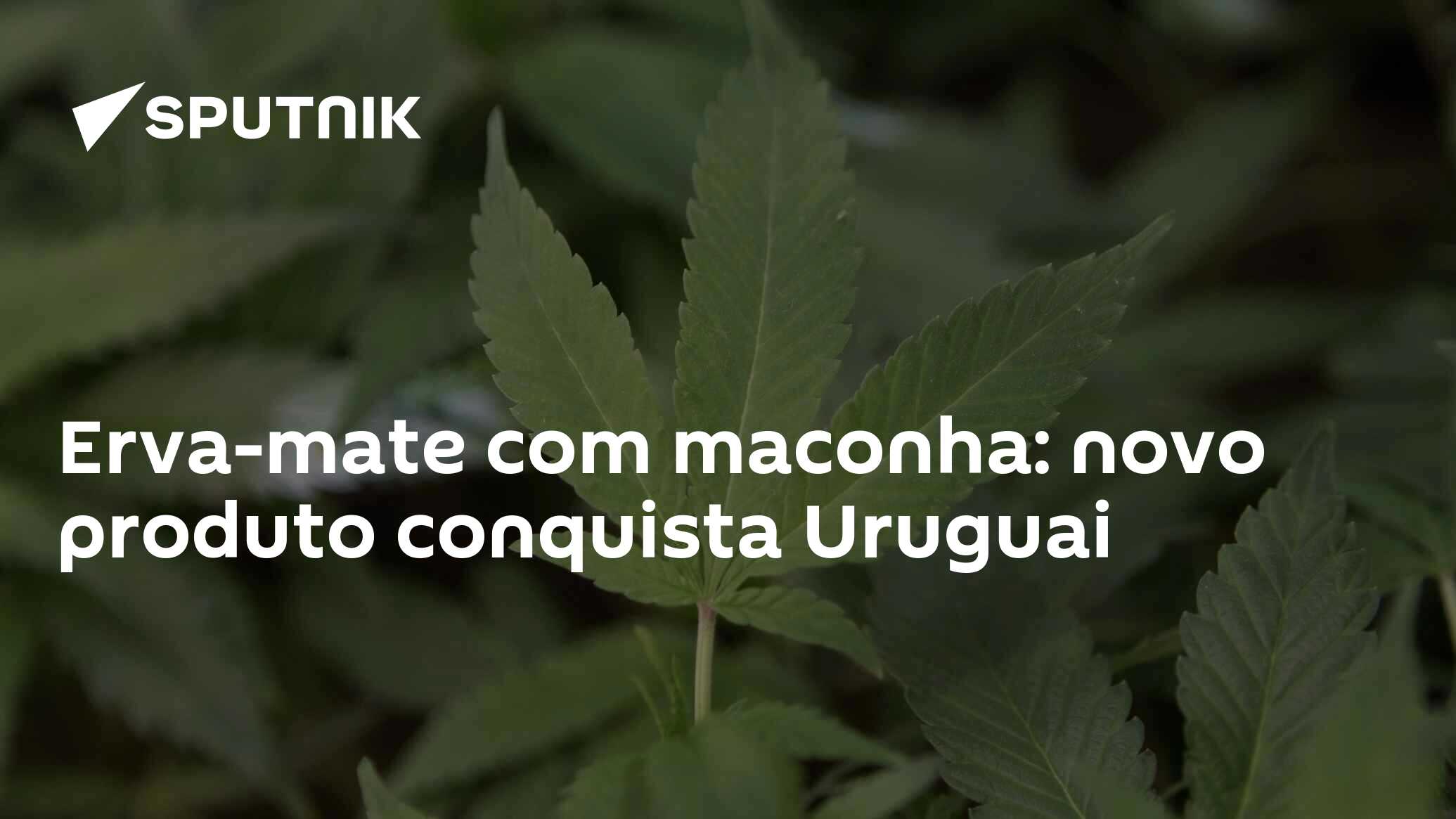 Resultado da erva mate com cannabis no pai, segundo ele era o único mate  disponível : r/brasil