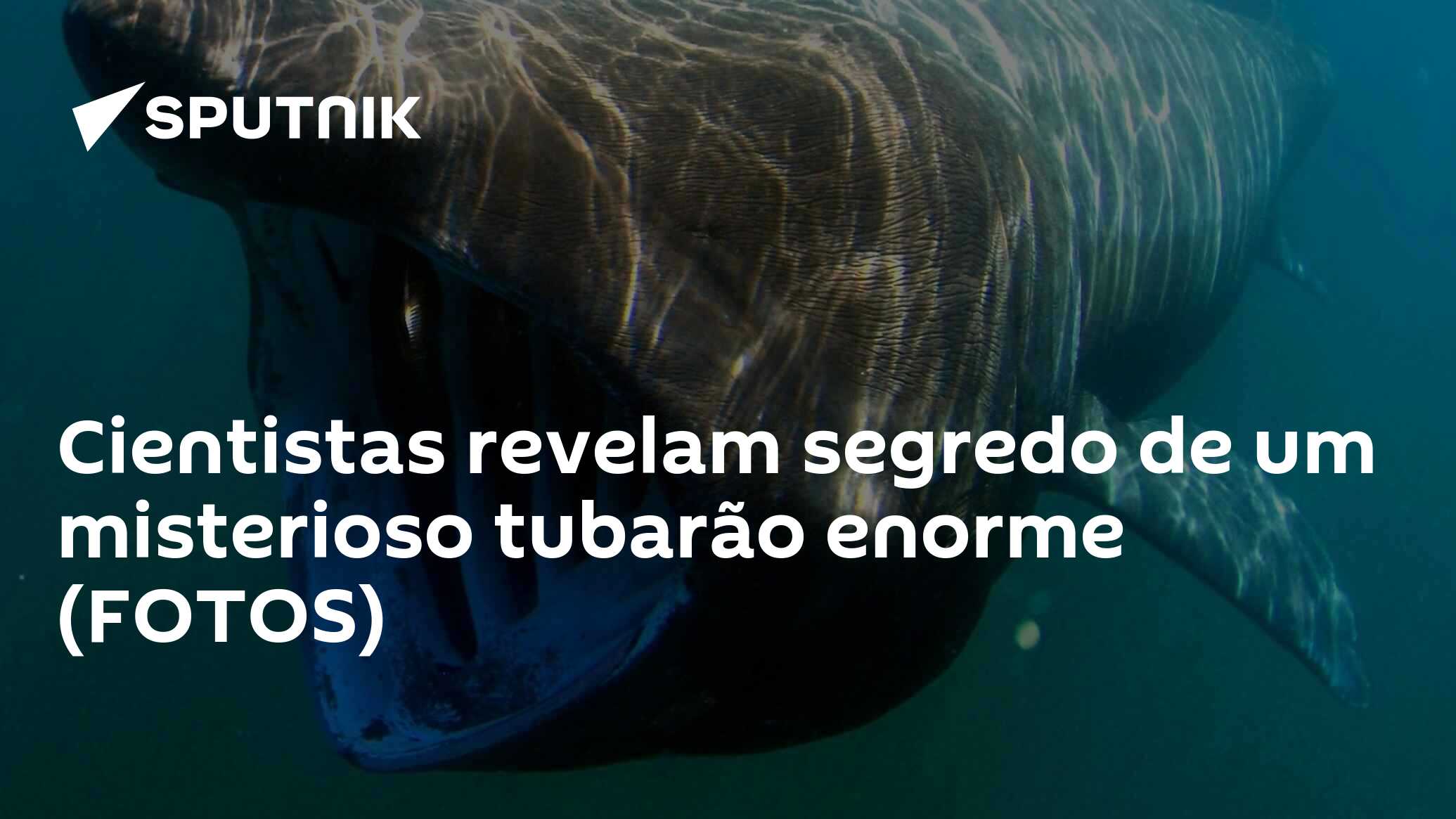 Cientistas revelam segredo de um misterioso tubarão enorme (FOTOS) -  21.08.2018, Sputnik Brasil