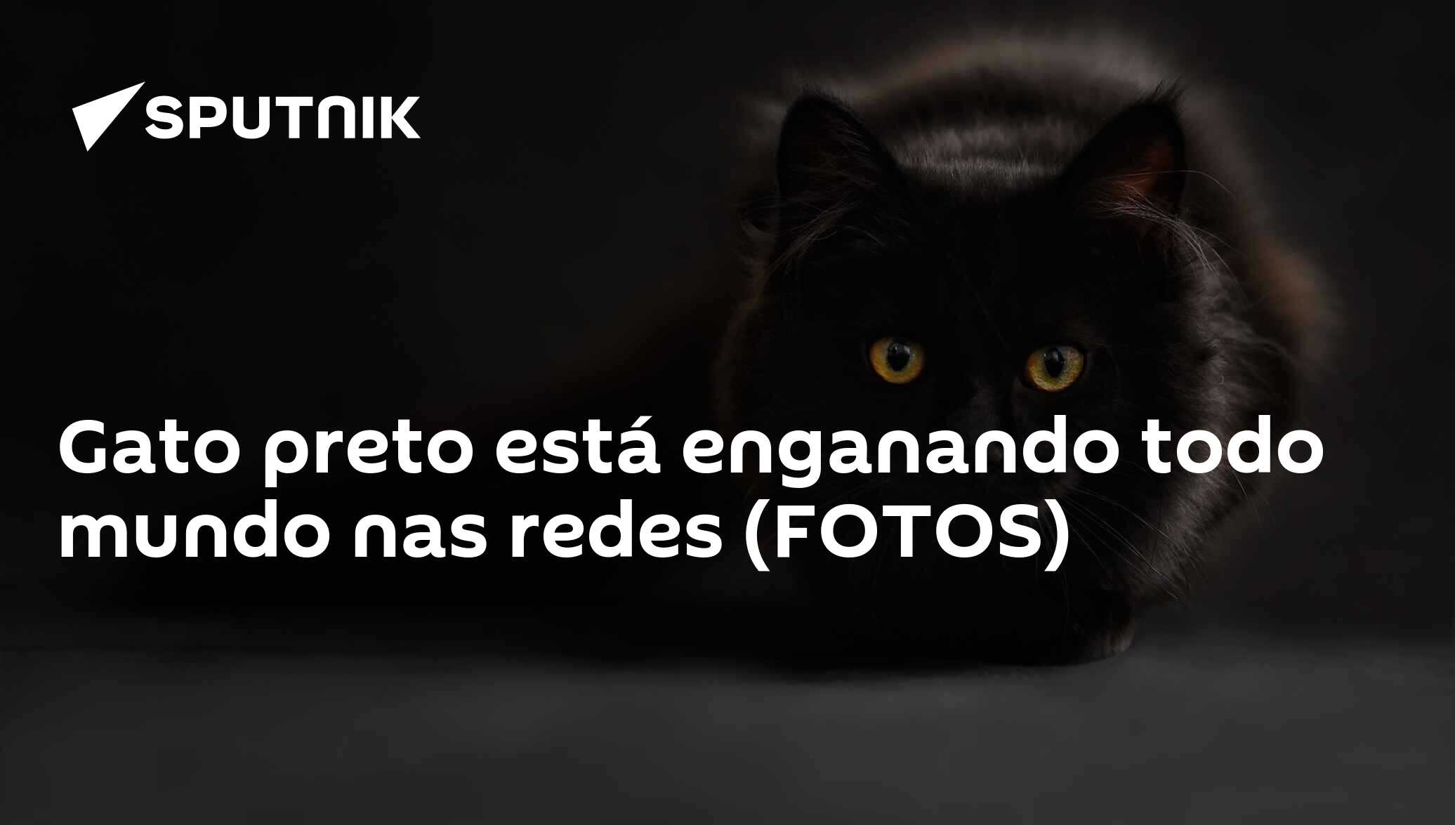 Gato ou corvo? Foto se espalha na Internet e confunde até o Google