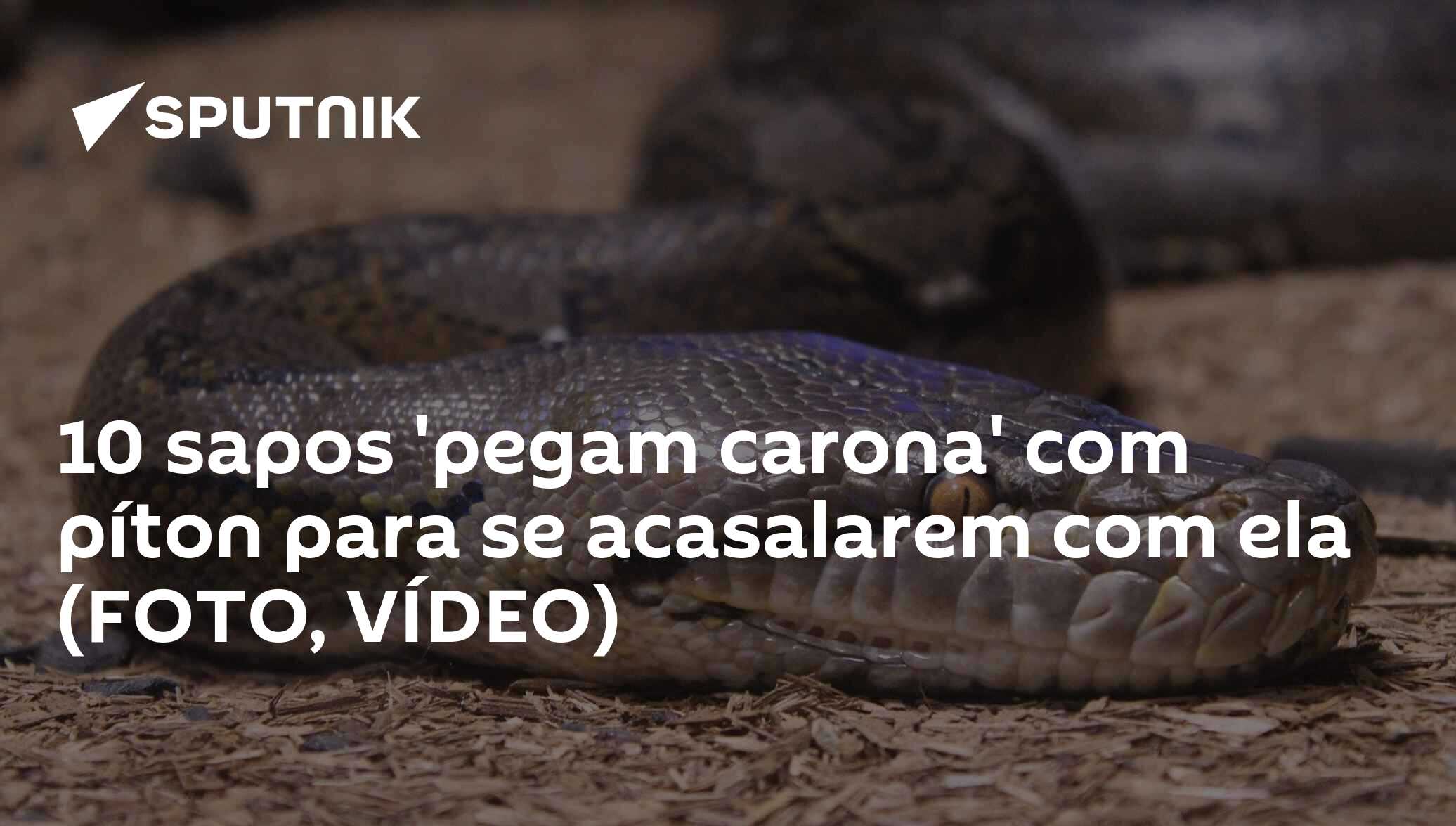 Sapo pega carona em cobra #frog #sapo #cobra #snake