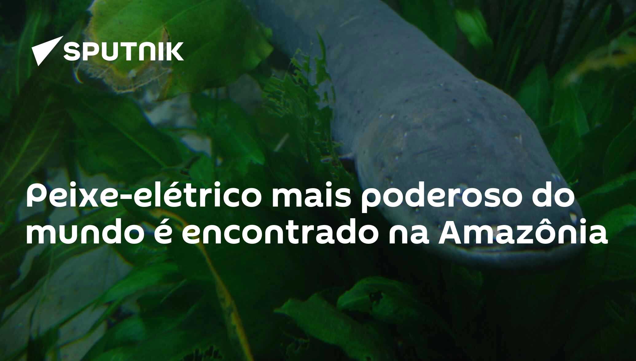 Peixe Elétrico Mais Poderoso Do Mundo é Encontrado Na Amazônia 11092019 Sputnik Brasil