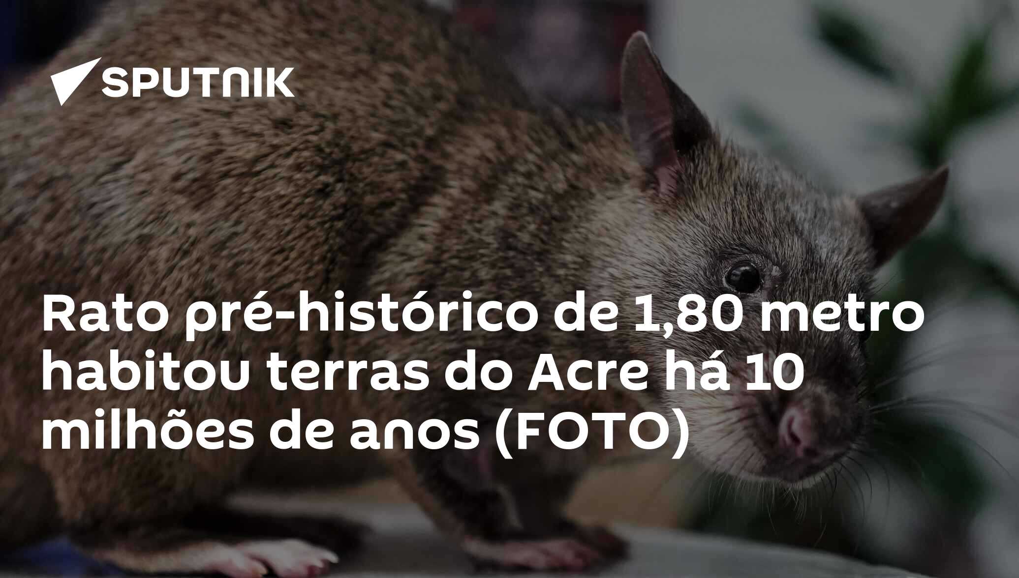 Rato pré-histórico de 1,80 metro habitou terras do Acre há 10 milhões de  anos (FOTO) - 12.02.2020, Sputnik Brasil
