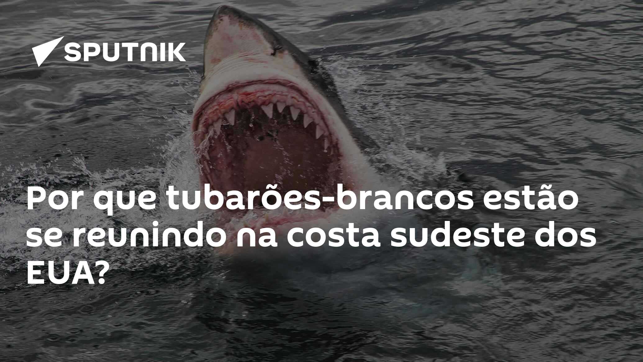 Conheça o fenômeno oceânico que está aproximando os tubarões da costa nos  EUA