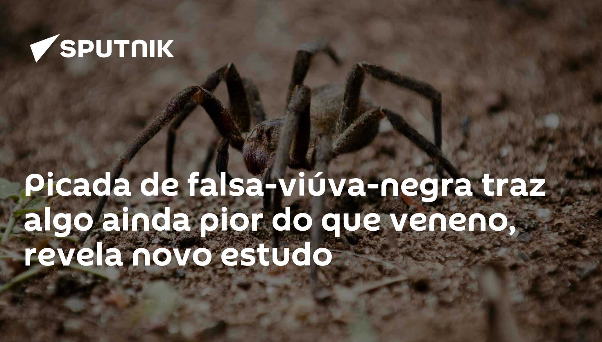 Qual dessas aranhas é uma viúva-negra?