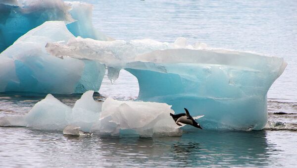 A penguin dives from an ice block - Sputnik Brasil