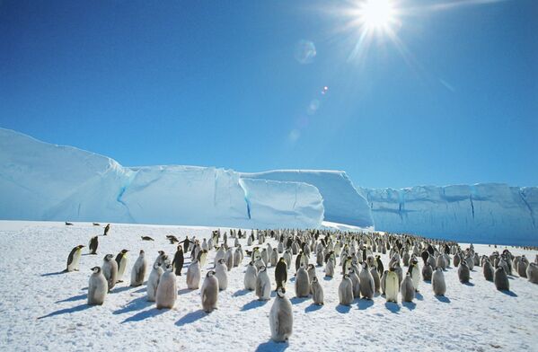 Pinguins-imperador perto da estação soviética de pesquisas antárticas Mirny, em 1989 - Sputnik Brasil