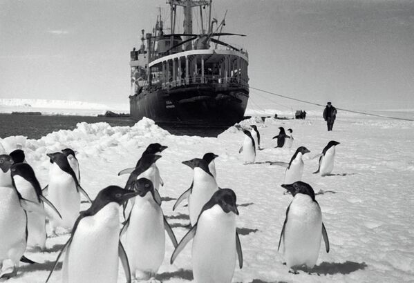 Pinguins observando o navio Ob a partir da costa, em 1965 - Sputnik Brasil