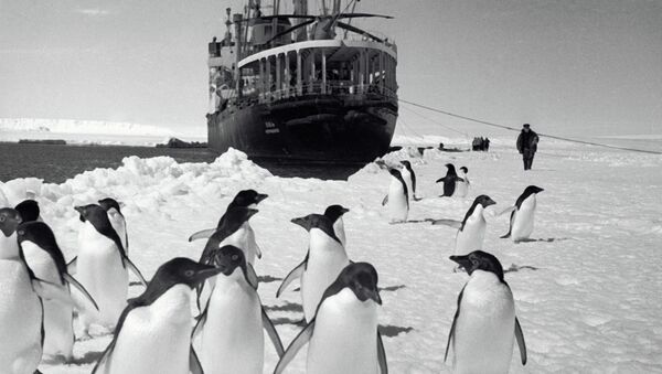Pinguins observando o navio Ob a partir da costa, em 1965 - Sputnik Brasil