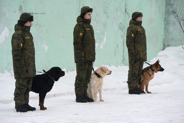 Centro de treinamento de cães - Sputnik Brasil