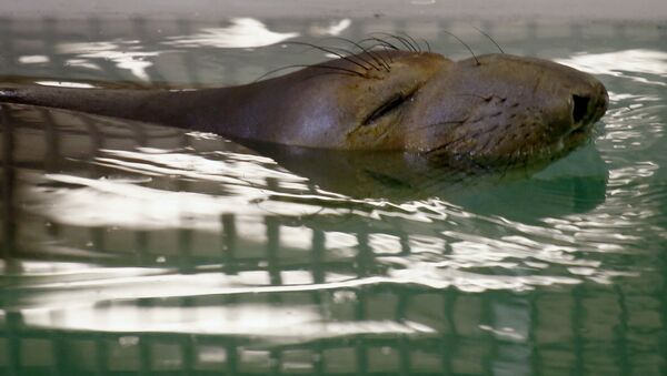 Filhote de elefante-marinho nada após ser resgatado em Pittsburgh (EUA) - Sputnik Brasil