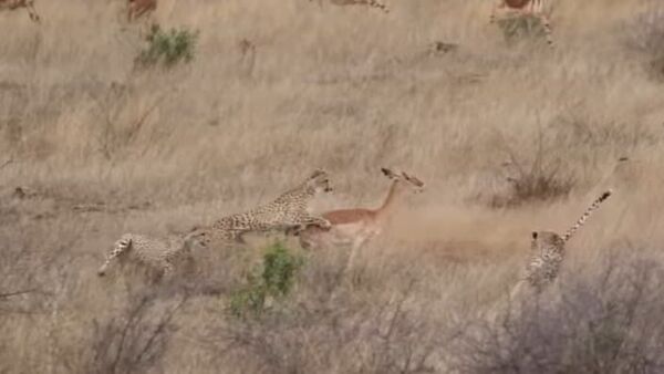 Impala faz 3 guepardos comerem poeira em perseguição mortal - Sputnik Brasil