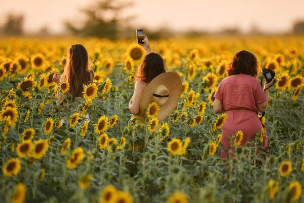 Moças admiram a beleza de campos de girassóis em Simferopol, Rússia - Sputnik Brasil