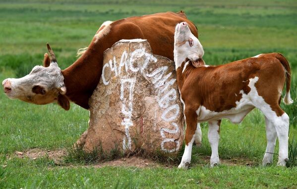 Vaca e bezerro se coçam em pedra na república de Khakássia, na Rússia - Sputnik Brasil