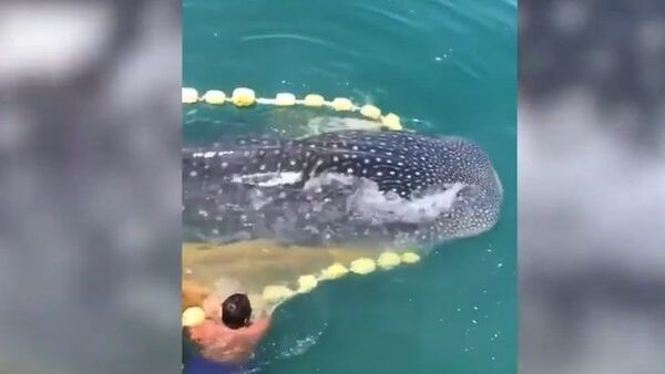 Pescador herói salva tubarão-baleia - Sputnik Brasil