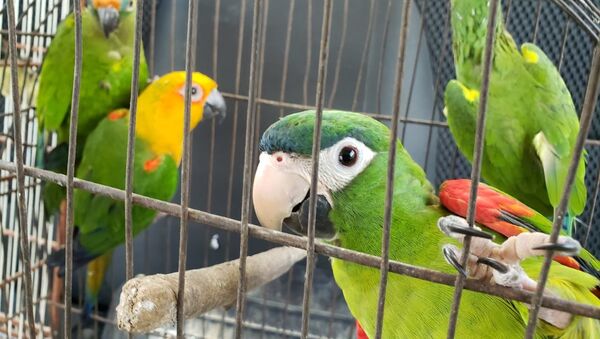 Pássaros apreendidos em operação da ICMBio contra tráfico de animais - Sputnik Brasil