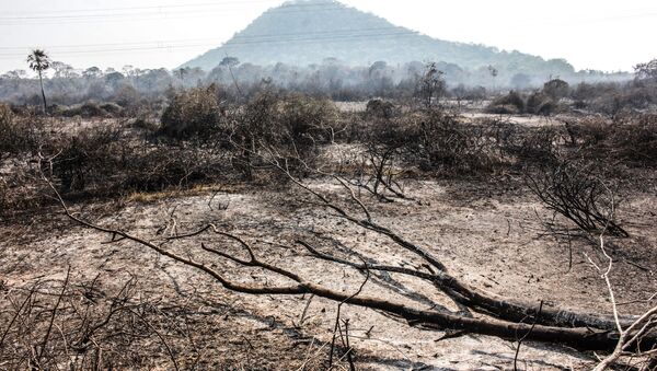 Incêndio florestal atinge vegetação do Pantanal entre as cidades de Miranda e Corumbá, no Mato Grosso do Sul.  - Sputnik Brasil