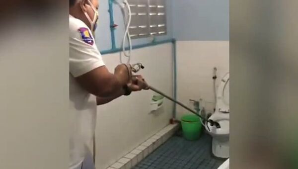 Cobra dá trabalho para ser retirada de vaso sanitário na Tailândia - Sputnik Brasil