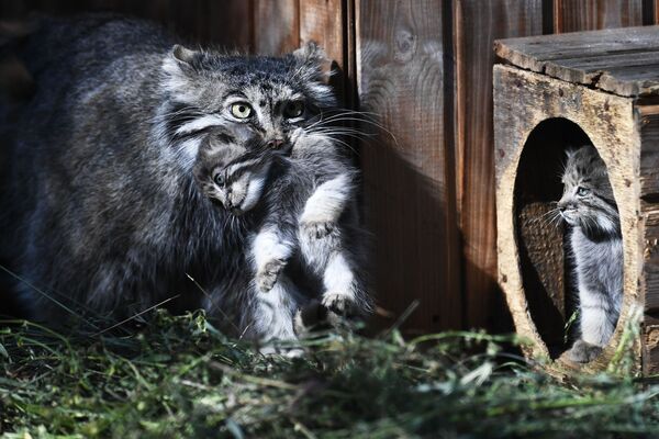 Fêmea de gato-de-pallas pega um de seus filhotes com a boca no Zoológico de Novossibirsk, na Rússia - Sputnik Brasil