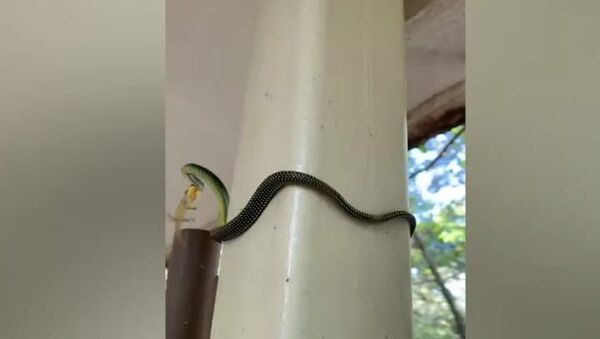 Cobra faz impressionante percurso para escapar após abocanhar lagarto - Sputnik Brasil