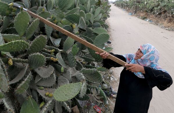Mulher palestina colhe opúncias no sul da Faixa de Gaza - Sputnik Brasil