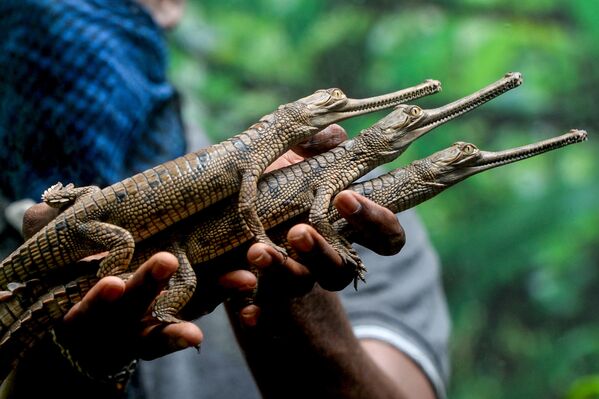 Funcionário do Parque das Cobras de Chennai, na Índia, segura pequenos crocodilos comedores de peixe recém-chocados - Sputnik Brasil
