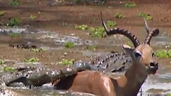 Dia de sorte para impala: crocodilos atacam, mas saem com fome - Sputnik Brasil
