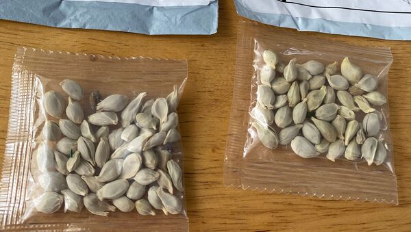 Pacotes de sementes misteriosas recebidos nos Estados Unidos apreendidos pelo Departamento de Agricultura do Estado de Washington em julho - Sputnik Brasil