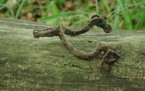 Artefato encontrado na floresta de Sanok, na Polônia - Sputnik Brasil
