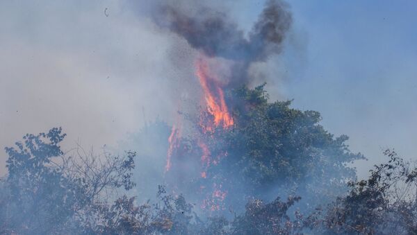 Bombeiros tentam controlar o fogo na mata na região de Poconé, Pantanal de Mato Grosso, 2 de agosto de 2020 - Sputnik Brasil