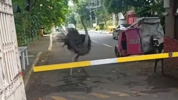 Avestruz gigante foge e corre em liberdade nas Filipinas - Sputnik Brasil