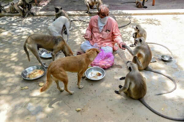 Cuidador do templo indiano Bhekhaddhari Goga Maharaj, Ishwar Desai, alimenta cachorros e macacos em Ahmedabad, Índia - Sputnik Brasil
