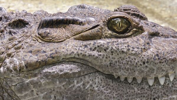 Foto de crocodilo - Sputnik Brasil