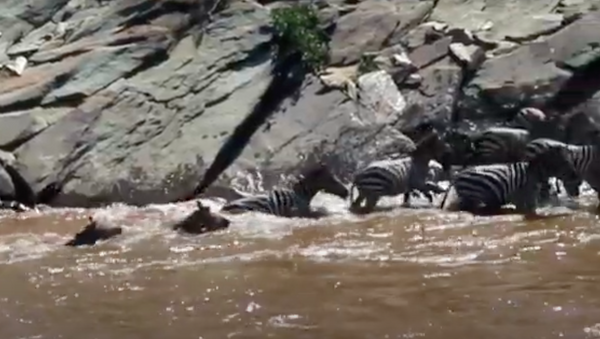 Hipopótamo ataca zebra durante travessia em rio africano - Sputnik Brasil