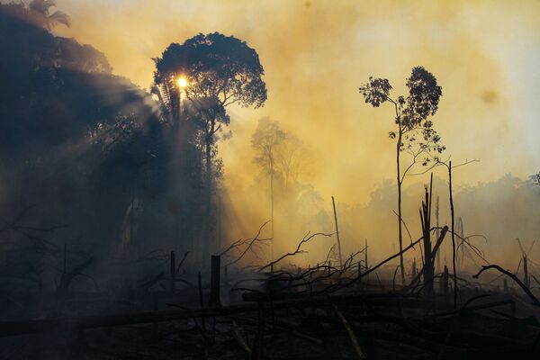 Área consumida pelo fogo que atinge a floresta amazônica no estado do Amazonas - Sputnik Brasil