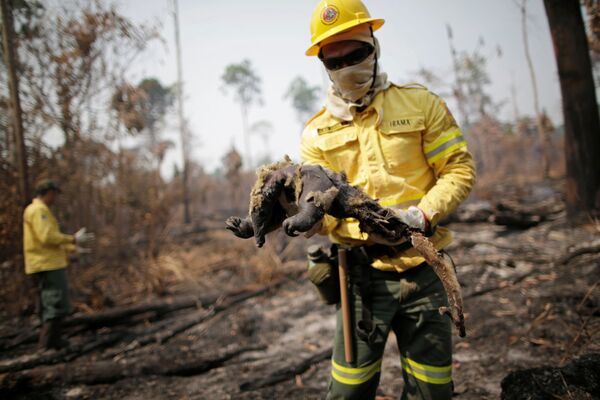Equipe do IBAMA resgata animal queimado por incêndio na floresta amazônica - Sputnik Brasil