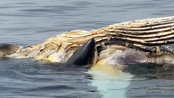 Tubarão devora baleia - Sputnik Brasil