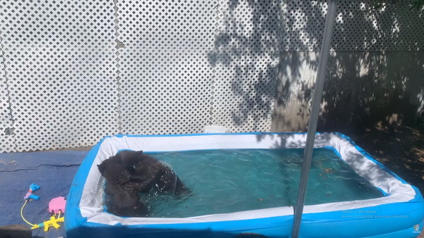 Ursos em piscina - Sputnik Brasil