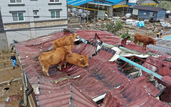 Vacas em telhado após fortes chuvas e inundações na Coreia do Sul que mataram ao menos 30 pessoas - Sputnik Brasil