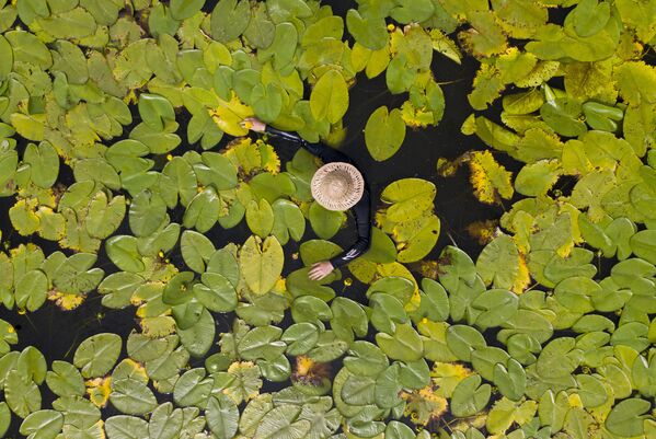 Homem coletando flores da espécie Nuphar lutea no rio Dniepr, na Ucrânia - Sputnik Brasil