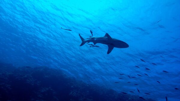 Foto de tubarão (imagem referencial) - Sputnik Brasil