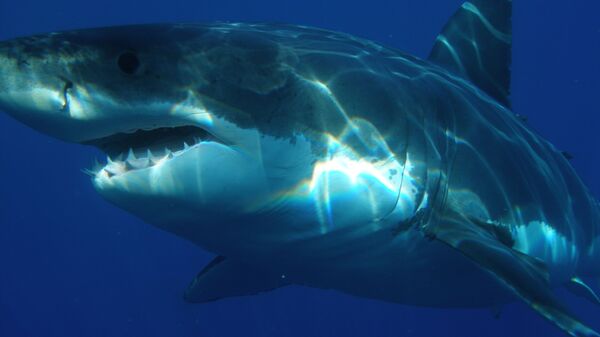 Tubarão branco (imagem referencial) - Sputnik Brasil