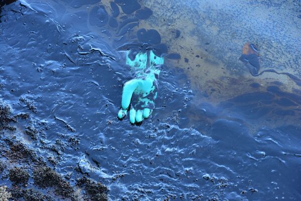 Luva de borracha flutua sobre o petróleo derramado enquanto voluntários participam de operação de limpeza nas Ilhas Maurício
 - Sputnik Brasil