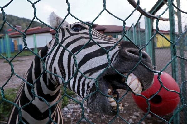 Zebra em jardim zoológico na cidade de Krasnoyarsk, Rússia - Sputnik Brasil