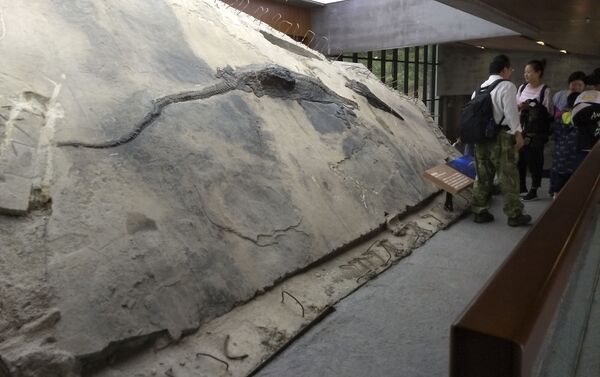 Rocha com o fóssil do ictiossauro e o conteúdo do estômago no Museu Xingyi Geopark, na China - Sputnik Brasil