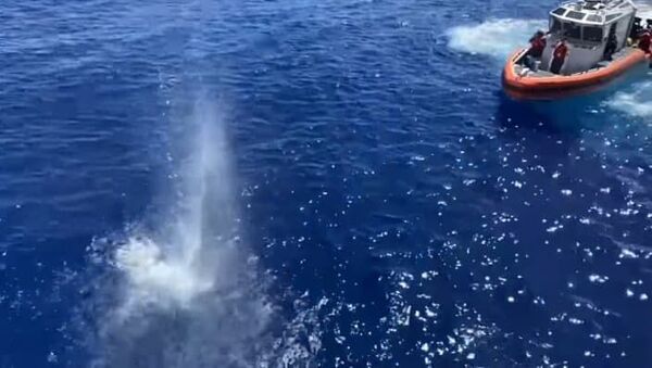 Filme de ação? Guarda Costeira dos EUA atira em tubarão - Sputnik Brasil
