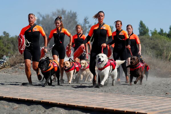 Grupo de mulheres resgatadoras italianas com seus cachorros em treinamento - Sputnik Brasil